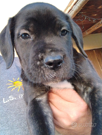Cane corso con pedigree