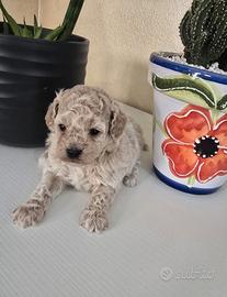 Maltipoo