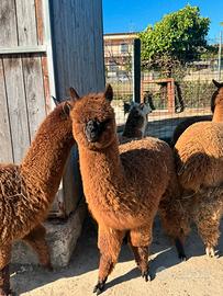 Alpaca huacaia