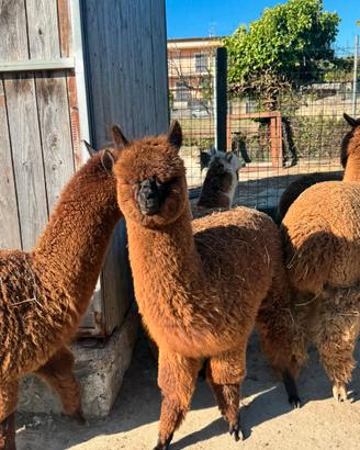 Alpaca huacaia