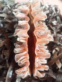 conchiglia bivalva gigante Mediterraneo con riccio