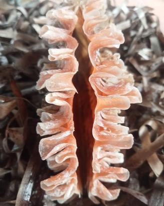 conchiglia bivalva gigante Mediterraneo con riccio