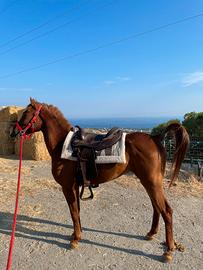 Castrone arabo
