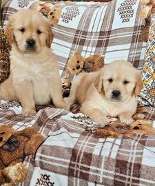 Golden retriever pedigree