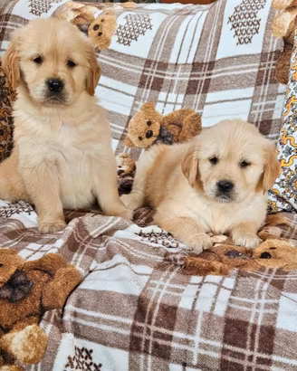 Golden retriever pedigree