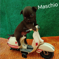 Chihuahua