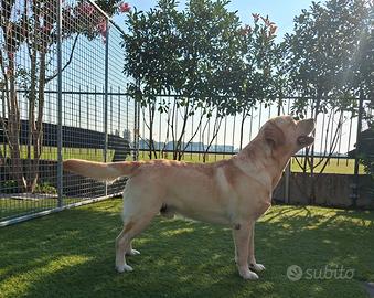 Disponibile per monta