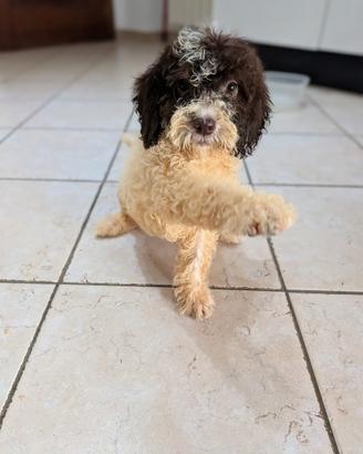 Lagotto