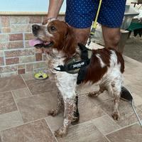 Epagneul Breton disponibile per monta con pedigree