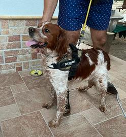 Epagneul Breton disponibile per monta con pedigree