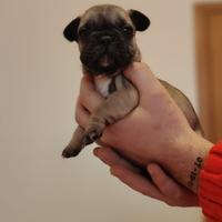 Bulldog francese