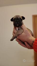 Bulldog francese