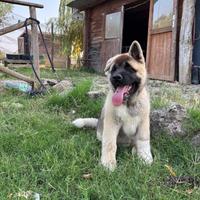 Cucciolo Akita Americano