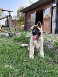 Cucciolo Akita Americano