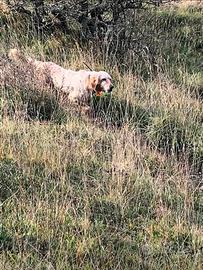 Setter inglese