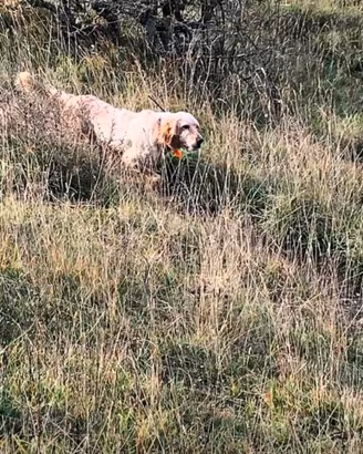 Setter inglese