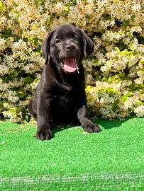 Labrador pedigree