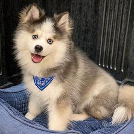 Pomsky miniatura
