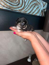 chihuahua  con pedigree 