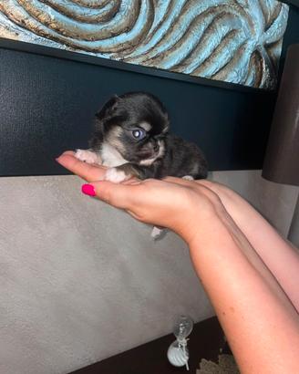 chihuahua  con pedigree 