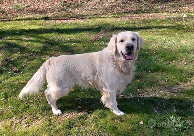 Golden Retriever Monta Accoppiamento
