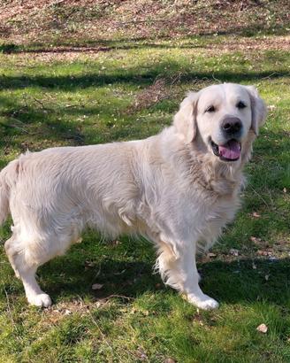 Golden Retriever Monta Accoppiamento