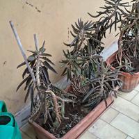 2 Piante di Kalanchoe daigremontiana ed altro