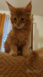 Maine coon cuccioli