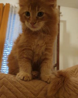 Maine coon cuccioli