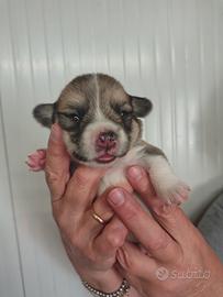 Cuccioli di Welsh Corgi Pembroke