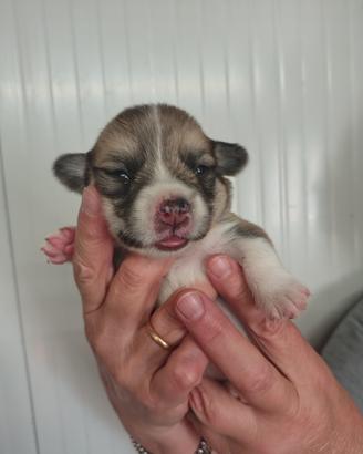 Cuccioli di Welsh Corgi Pembroke