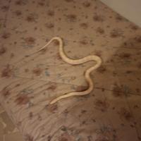 Elaphe Snow subadulte