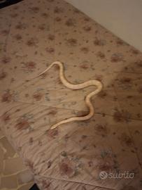 Elaphe Snow subadulte