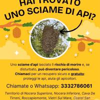Recupero sciami api | Apicoltore provincia Salerno