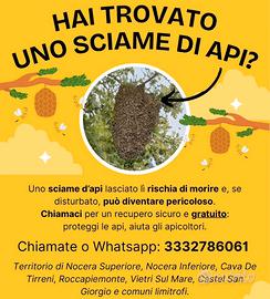 Recupero sciami api | Apicoltore provincia Salerno