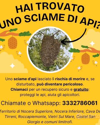 Recupero sciami api | Apicoltore provincia Salerno