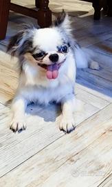 Chihuahua maschio cucciolone