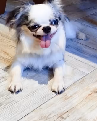 Chihuahua maschio cucciolone