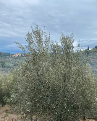 Oliveto panoramico