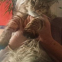 Maine Coon Cucciolona