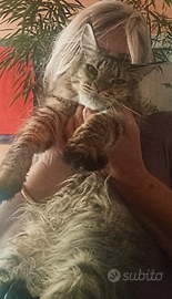 Maine Coon Cucciolona