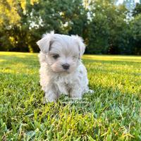 Cuccioli di Maltese