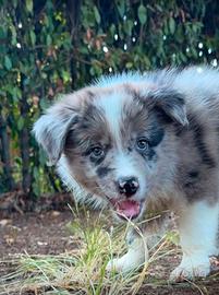 Cuccioli border collie