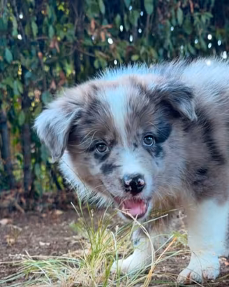 Cuccioli border collie