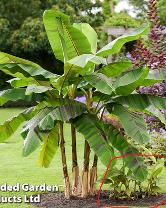 PIANTA DI BANANO MUSA SIKKIMENSIS EVER RED
