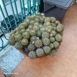 piante grasse