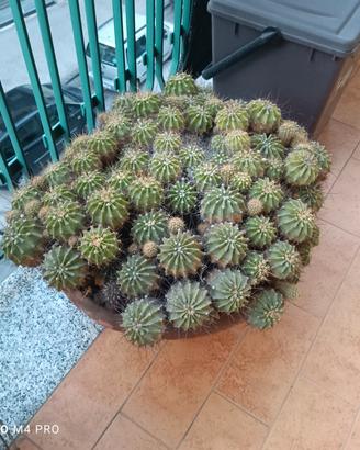 piante grasse