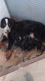 Cuccioli di Bovaro del Bernese 
