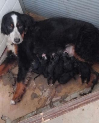 Cuccioli di Bovaro del Bernese 