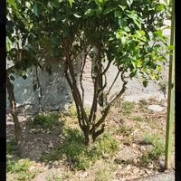 Alberi  di limoni